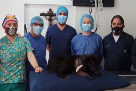 Dueños de una perrita que fue atropellada buscan ayuda para poder llevarla al veterinario