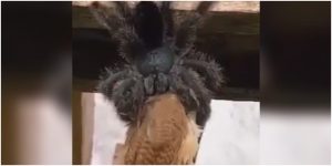 Araña se come un pájaro _ Foto_ captura video