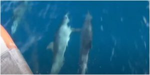 Delfines agarrados de las aletas _ Foto_ captura video