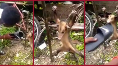 ¡Indignante! Hombre causa repudio en redes al torturar a una zarigüeya