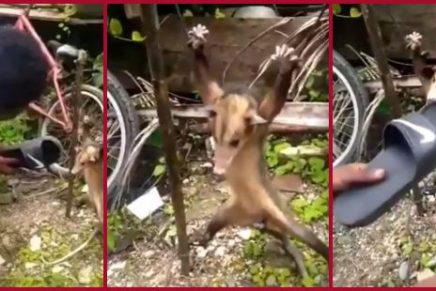 ¡Indignante! Hombre causa repudio en redes al torturar a una zarigüeya