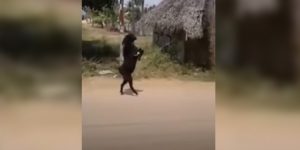 Cabra negra caminando foto captura video