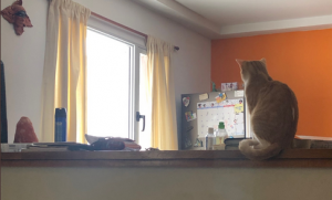 Mujer dio como referncia a un gato en la ventana para que encontraran su casa