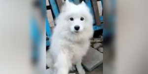 Perrito se salvó de ser sacrificado Foto captura video