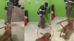 Perro amenaza a dueño con un machete y causa terror en redes