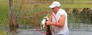 Un hombre identificado como Richard Wilbanks rescató a un perro al sacarlo de la boca a un caimán hambriento. El video se ha vuelto viral en redes sociales.