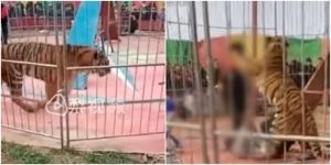 Tigre ataca a domador Foto captura de video