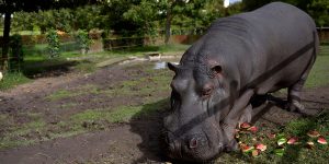 Hipopótamo Pablo Escobar Foto Getty Images