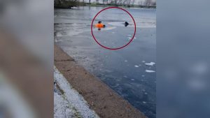 Hombre nadó en lago congelado para salvar a un perrito de ahogarse