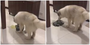 Perro limpia sus orines _ Foto_ captura video