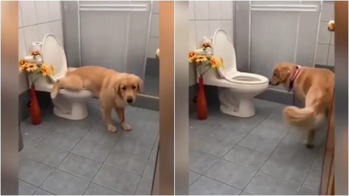 Perro Tokio va solo al baño y es viral