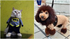 Disfraces para mascotas _ Foto_ Getty Images