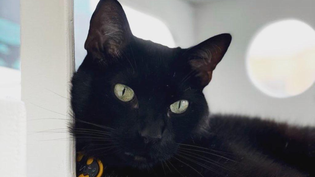 Día del gato negro: Te contamos la importancia de esta fecha