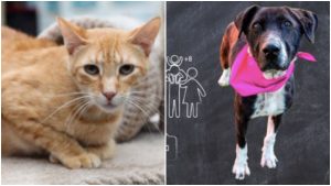 Adopción perros y gatos adultos _ Foto_ Distrito