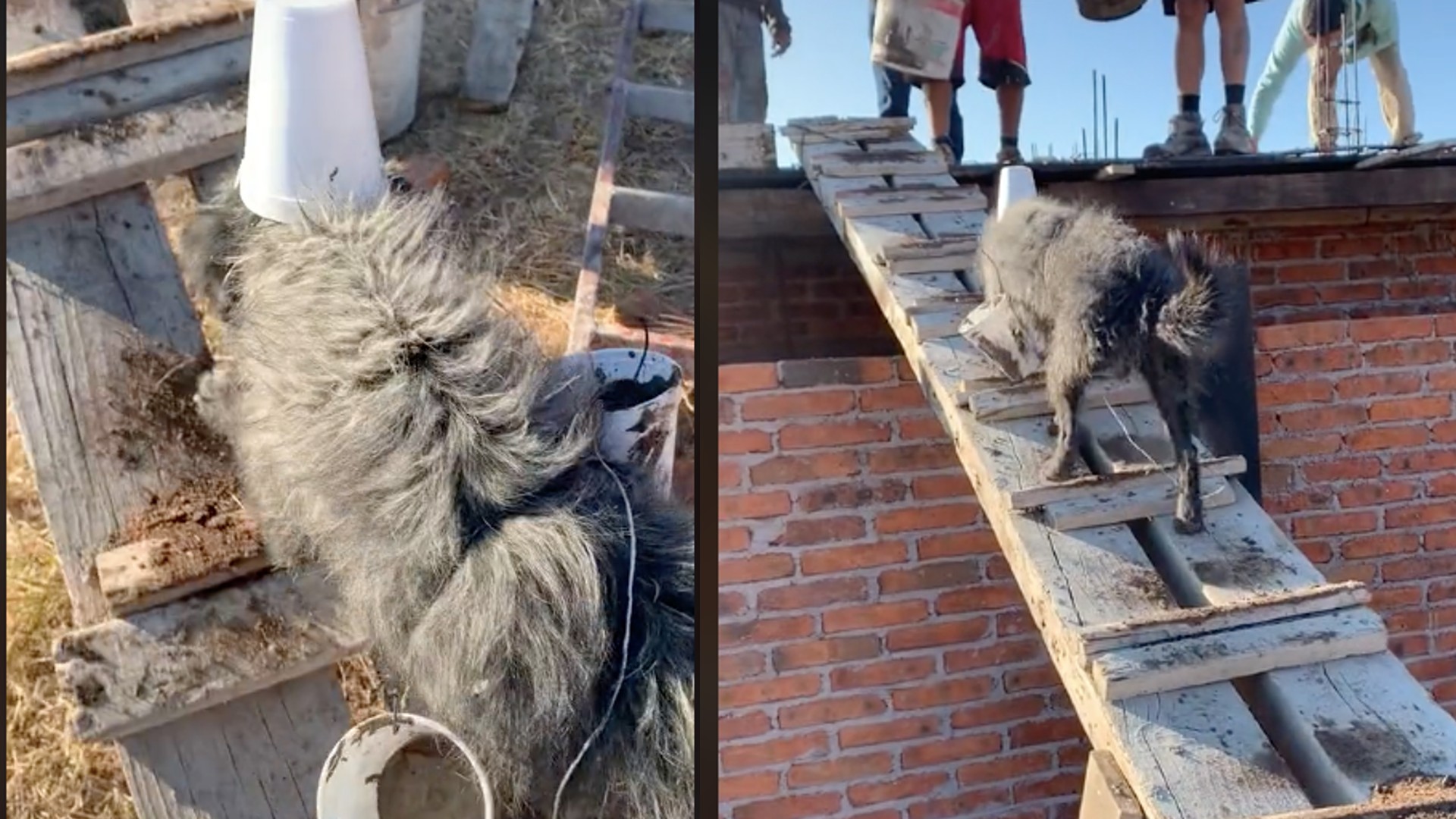 ¡Todo por las croquetas! Perro se hace viral por trabajar como albañil en una construcción