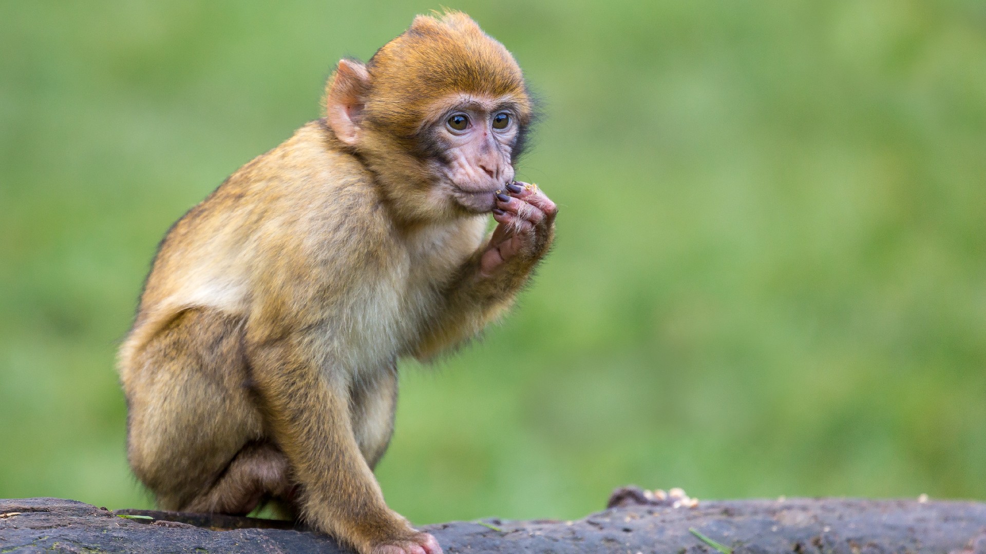 Modelo colombiana es acusada de maltrato animal tras darle cerveza a un mico