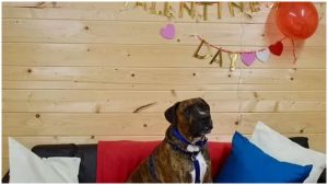 Hicieron una fiesta de adopción a un perro y nadie fue _ foto_ captura 'Battersea Gatos y Perros'