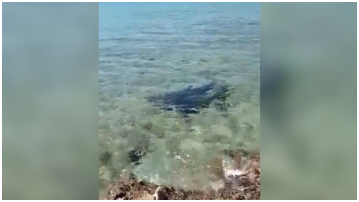 190322 Turista italiano murió tras ser atacado or un tiburón en San Andrés _ Foto_ captura video Twitter
