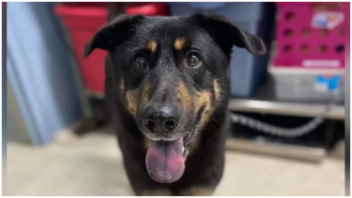 240322 Perro abandonado por sus dueños _ Foto_ Facebook tanly County Animal Protective Services