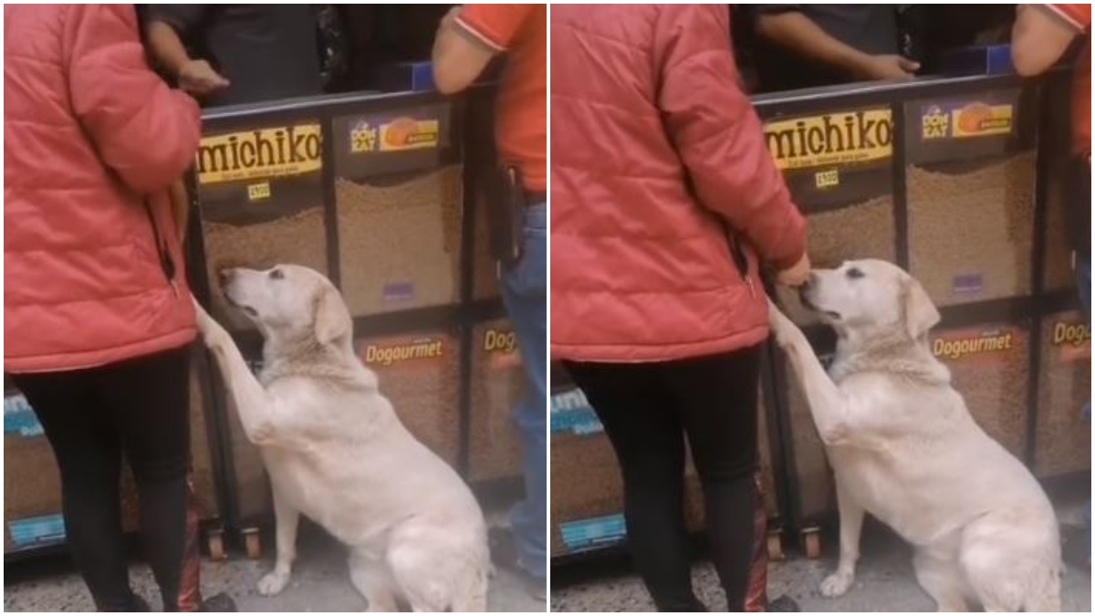 Perrito callejaero pide comida en tienda _ Foto_ captura video