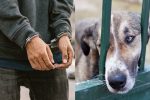 Caso de un hombre que mató a su perro para comérselo causa conmoción