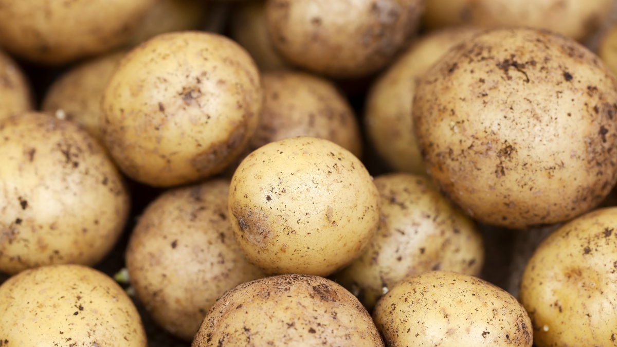 Descansa el bolsillo: Precio de la papa bajó en Colombia