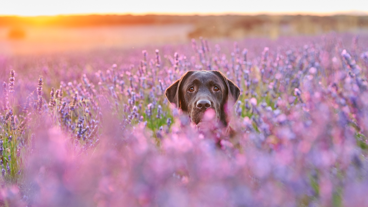 Tres perritos murieron luego de ser atacados por abejas