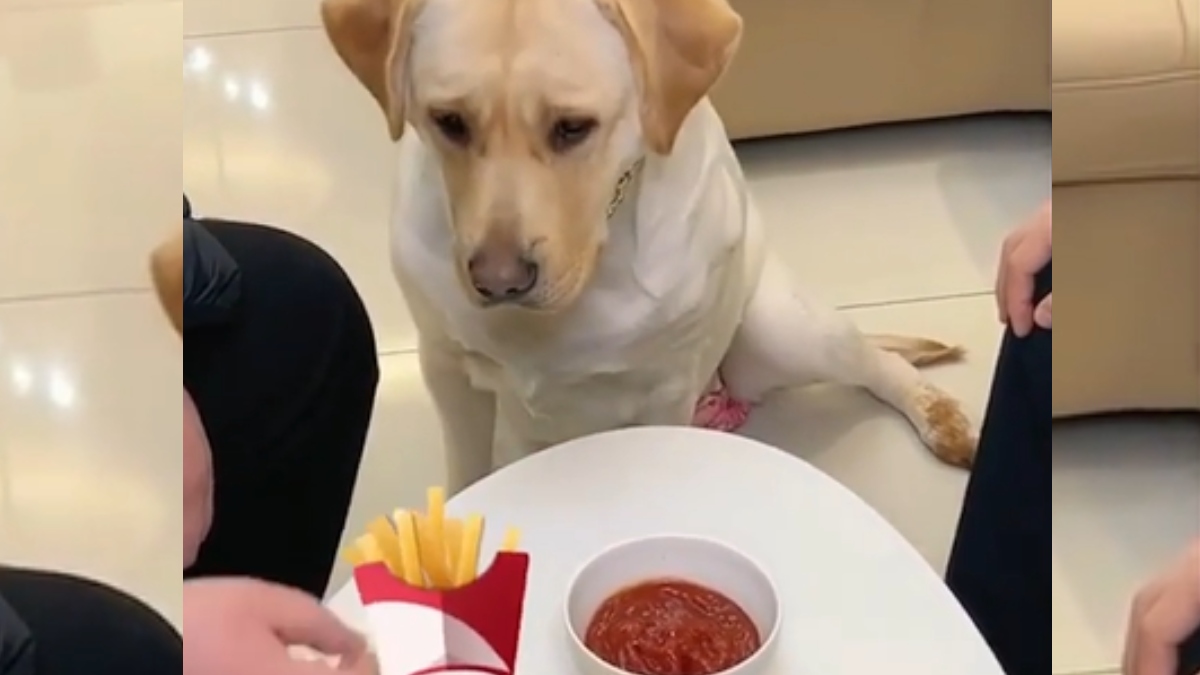 Video: perrito pide papa a sus amos, pero se enoja porque no le echan salsa