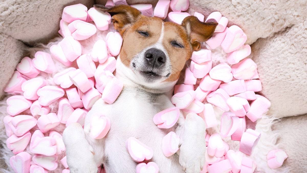 Mito o realidad: ¿los perros que comen dulces pueden quedar ciegos?