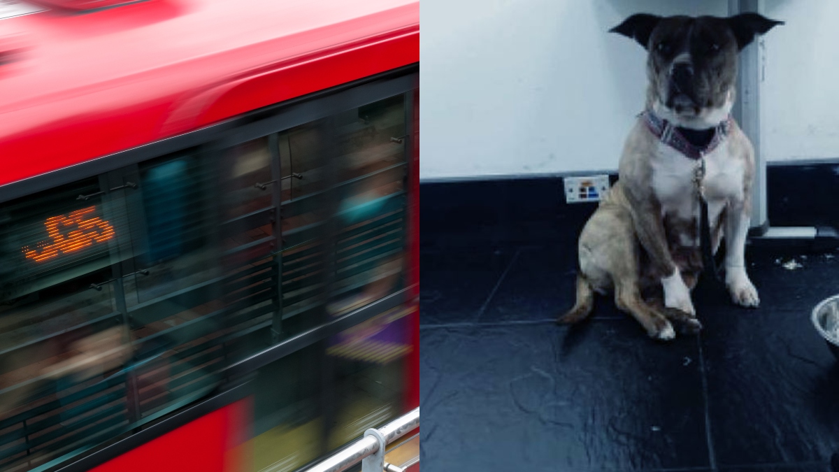 TransMilenio busca a dueños de perrita perdida en un bus