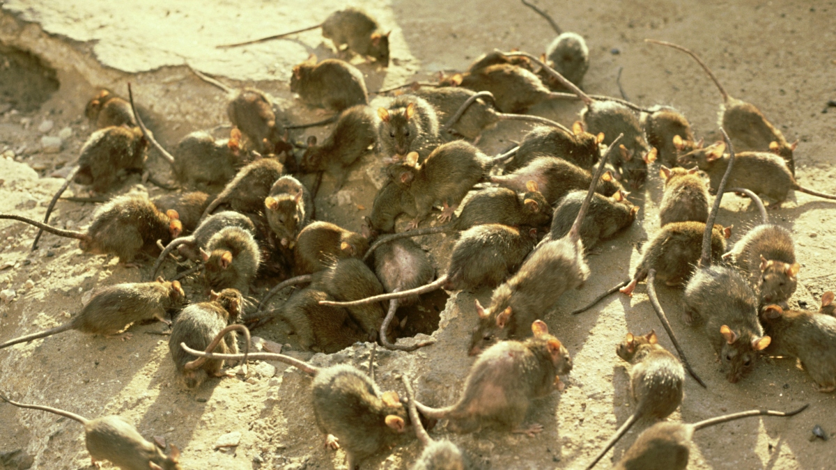 Un desfile de ratas: denuncian que barrio en Bogotá está inundado de roedores