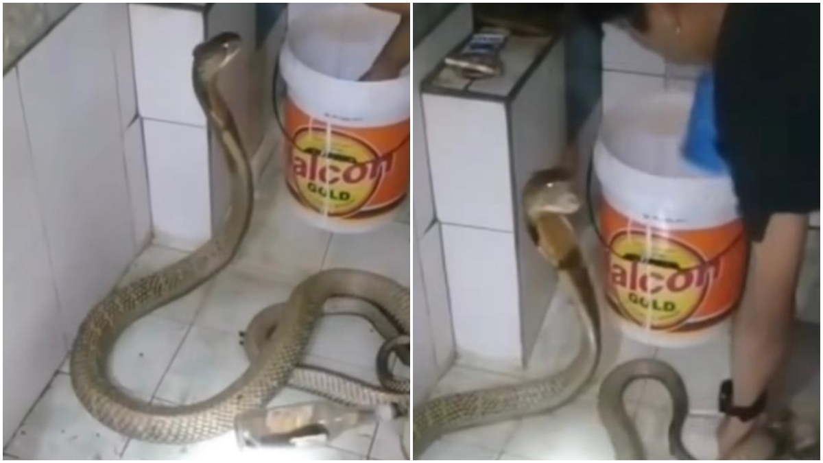 Hombre bañó serpiente venenosa