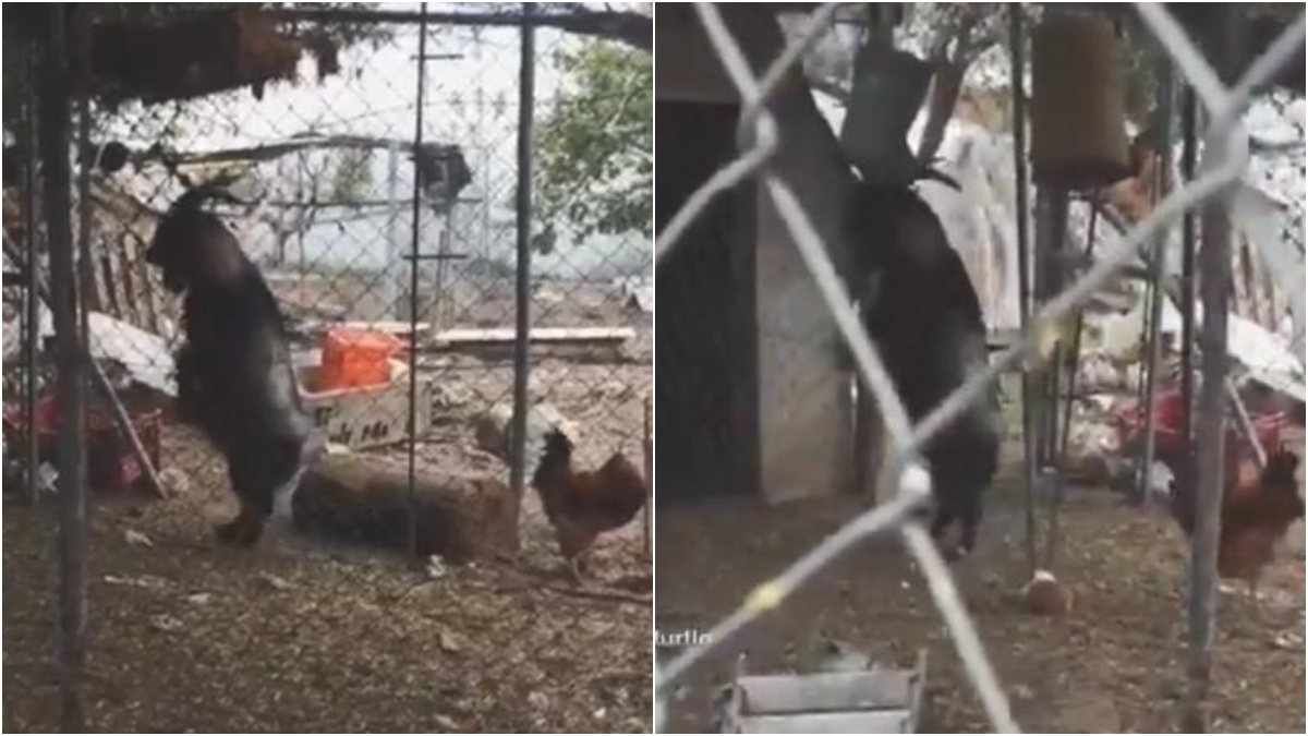 Video de supuesta cabra poseída