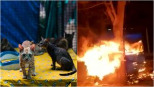 Incendian refugio de gatos en Santa Marta