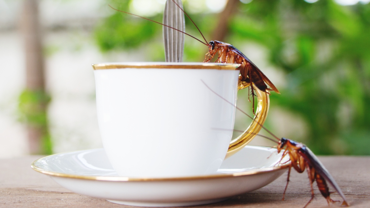 Cucarachas en casa | Getty Images