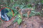 Se extravió Wilson, uno de los perros que busca a los niños en el Guaviare.