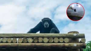 ¿ por qué sacrificaron a los chimpancés_ Foto_ Bioparque Ukumarí