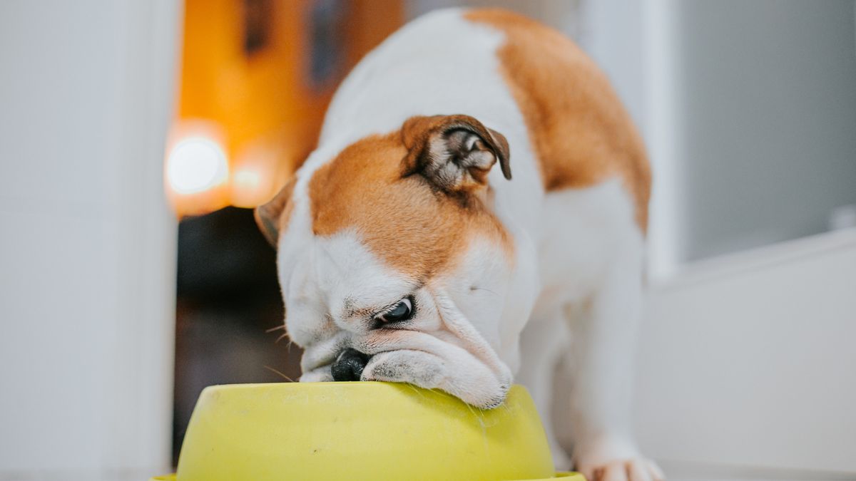 perro come alimento para gatos.