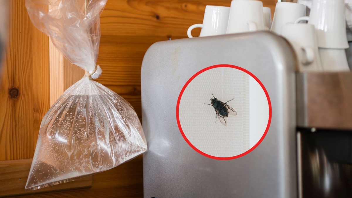 Bolsa con agua para ahuyentar moscas (Foto vía Getty Images)