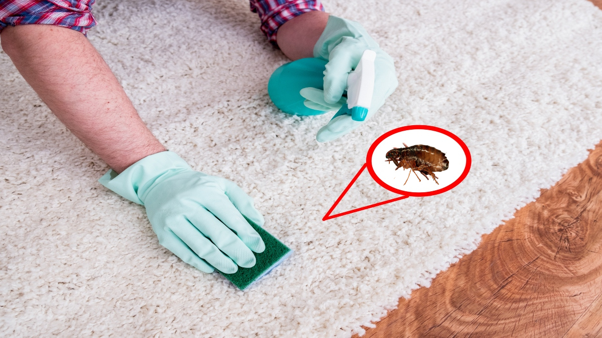 Cómo prevenir las pulgas en el hogar - Getty Images