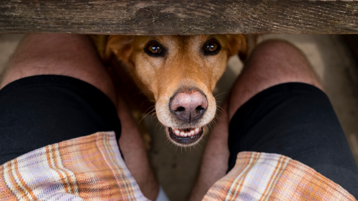 Perro huele la parte íntima de su dueño / Foto: GettyImages
