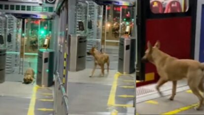 Foto: captura video TikTok