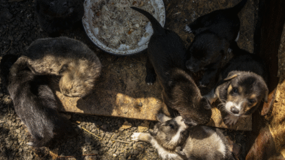 Créditos: Getty Images