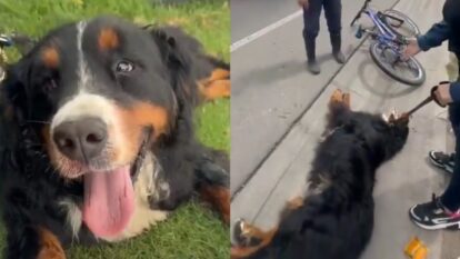 Indignación por hombre que arrastró a un perro atado a una bicicleta