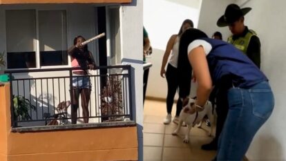 ¡Justicia! Rescataron a Kiara, perrita que era golpeada por una mujer en Jamundí
