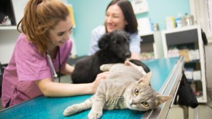 Nueva jornada de esterilización gratuita para su mascota en Bogotá; requisitos y más