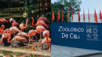 Dragones de Komodo y más animales en el zoológico de Cali: cómo llegar, precio y recorrido