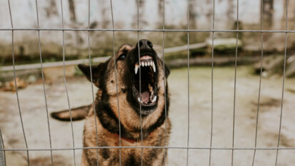 Multas perros peligrosos