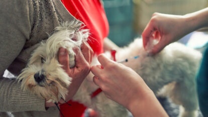 Vacunación mascotas