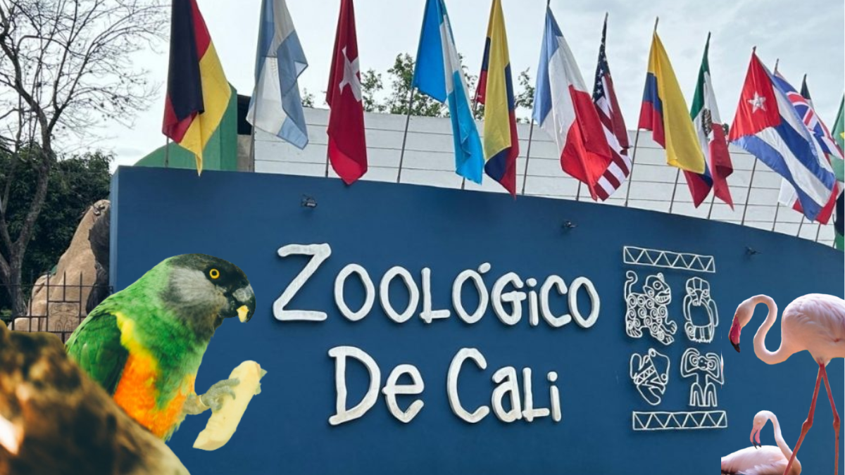 Imagen de referencia zoológico de Cali/ Getty Images